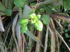 Fuchsia perscandens