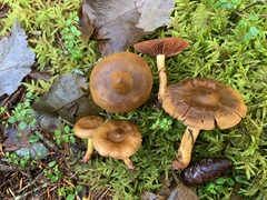 Cortinarius tinctorum