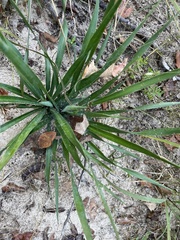 Yucca filamentosa