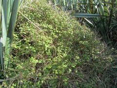 Fuchsia perscandens