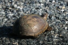 Kinosternon subrubrum subrubrum