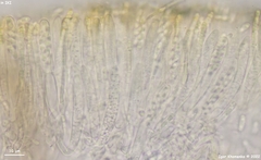 Mollisia sublividula