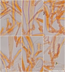 Mollisia sublividula