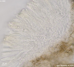 Mollisia sublividula