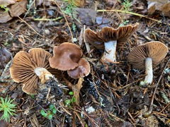 Cortinarius neofurvolaesus