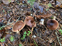 Cortinarius neofurvolaesus