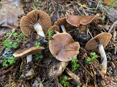 Cortinarius neofurvolaesus
