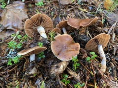 Cortinarius neofurvolaesus