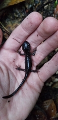 Ambystoma gracile