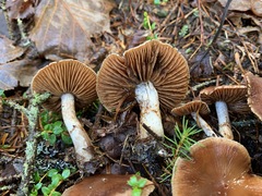 Cortinarius neofurvolaesus