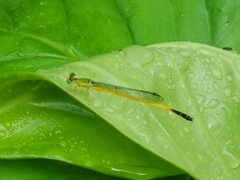Ceriagrion fallax