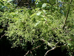 Plagianthus regius