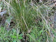 Carex secta