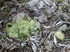 Ceratocephala pungens