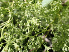 Plagianthus regius