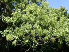Plagianthus regius