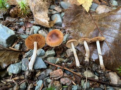 Cortinarius fulvescens