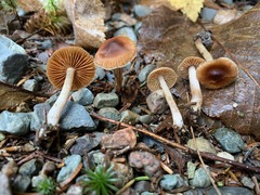 Cortinarius fulvescens