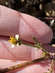 Bidens bigelovii