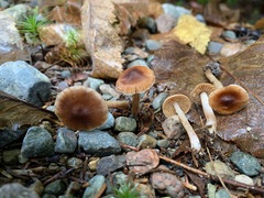 Cortinarius fulvescens