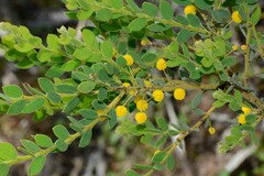 Acacia brachybotrya