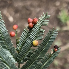 Austroacacidiplosis botrycephalae