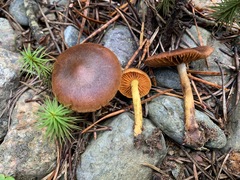 Cortinarius hadrocroceus
