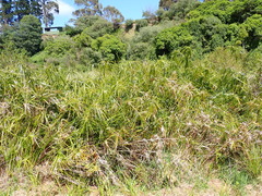 Cyperus alternifolius
