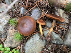 Cortinarius hadrocroceus