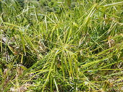 Cyperus alternifolius