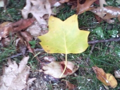Liriodendron tulipifera