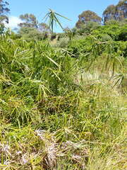 Cyperus alternifolius