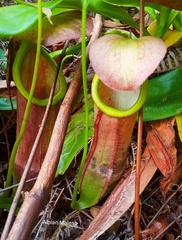 Nepenthes mirabilis