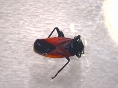 Deraeocoris rutilus