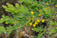 Acacia brachybotrya