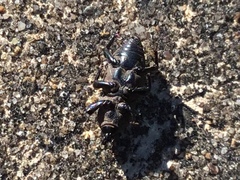 Sphenophorus coesifrons