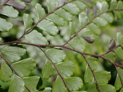 Adiantum formosum