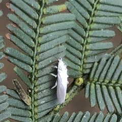 Coniopterygidae