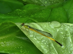 Ceriagrion fallax