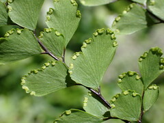 Adiantum formosum