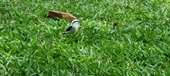 Fluvicola nengeta