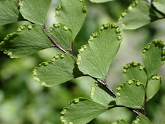 Adiantum formosum
