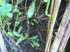 Leptinella squalida