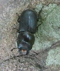 Dorcus parallelus