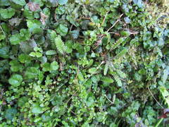 Leptinella squalida