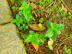 Vincetoxicum hirsutum