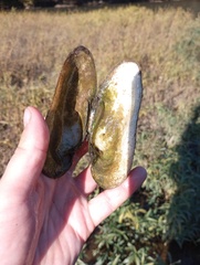 Ptychobranchus subtentus