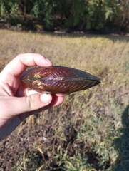 Ptychobranchus subtentus