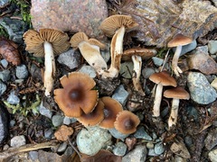 Cortinarius fulvescens