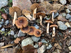 Cortinarius fulvescens